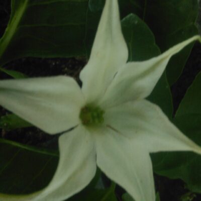 Jaborosa integrifolia