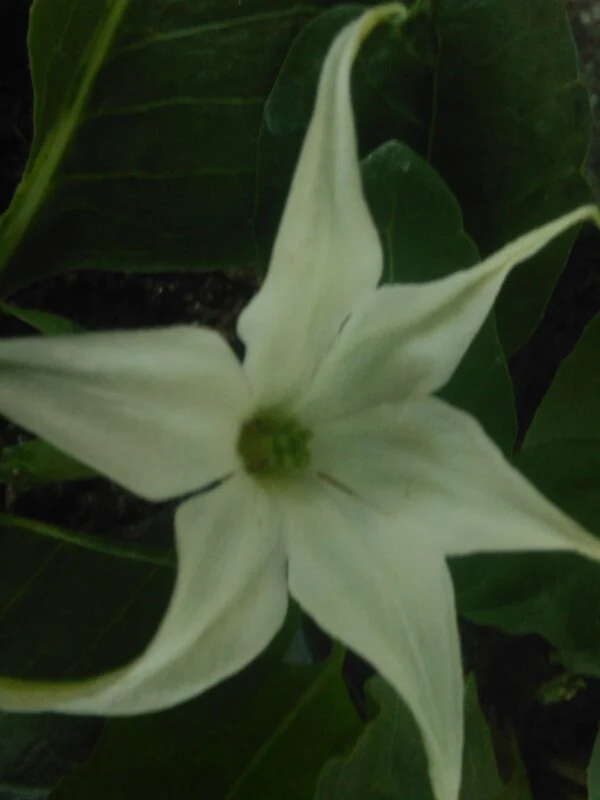 Jaborosa integrifolia, pianta da esterno