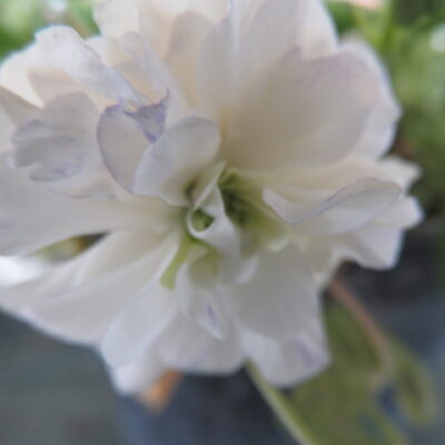 Viola odorata doppia di Brazzà