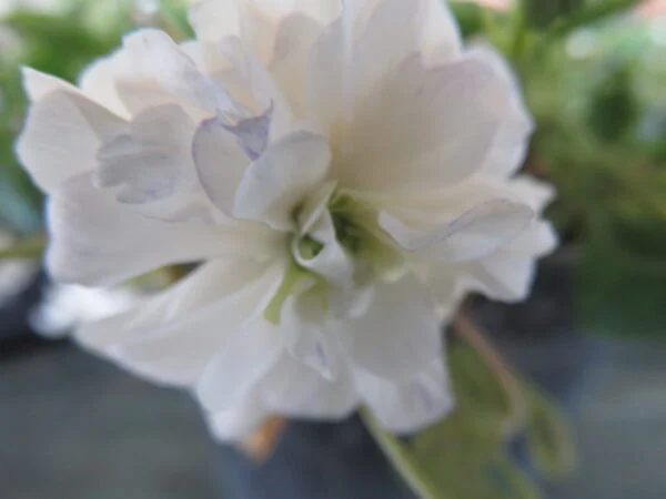 Viola odorata doppia di Brazzà, pianta da esterno