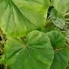 Begonia BU331, pianta da interno