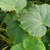 Begonia plebeja, pianta da interno