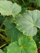 Begonia plebeja