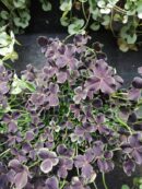 Trifolium repens Dark Debbie