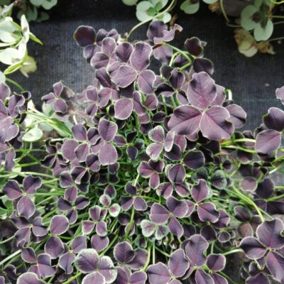 Trifolium repens Dark Debbie