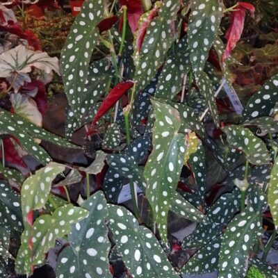 Begonia maculata 'Forellen'