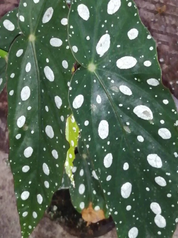 Begonia maculata 'Forellen', foto 2