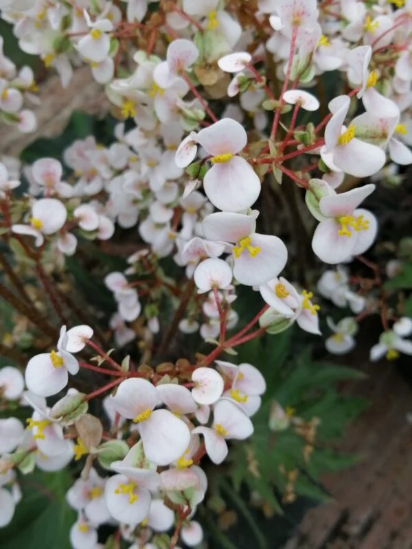Begonia Break Dance, foto 2