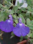 Salvia chamaedryoides var.isocroma Silver leaves