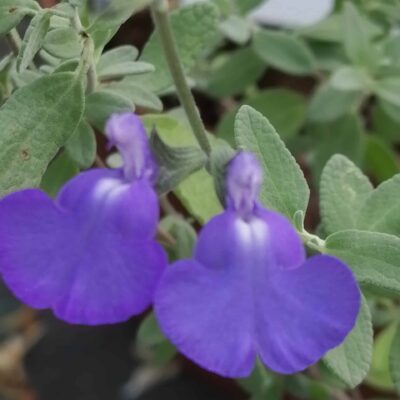 Salvia chamaedryoides var.isocroma Silver leaves