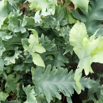 Phlebodium aureum Davana