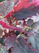 Begonia Royal Velour