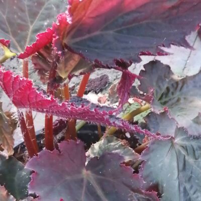 Begonia Royal Velour