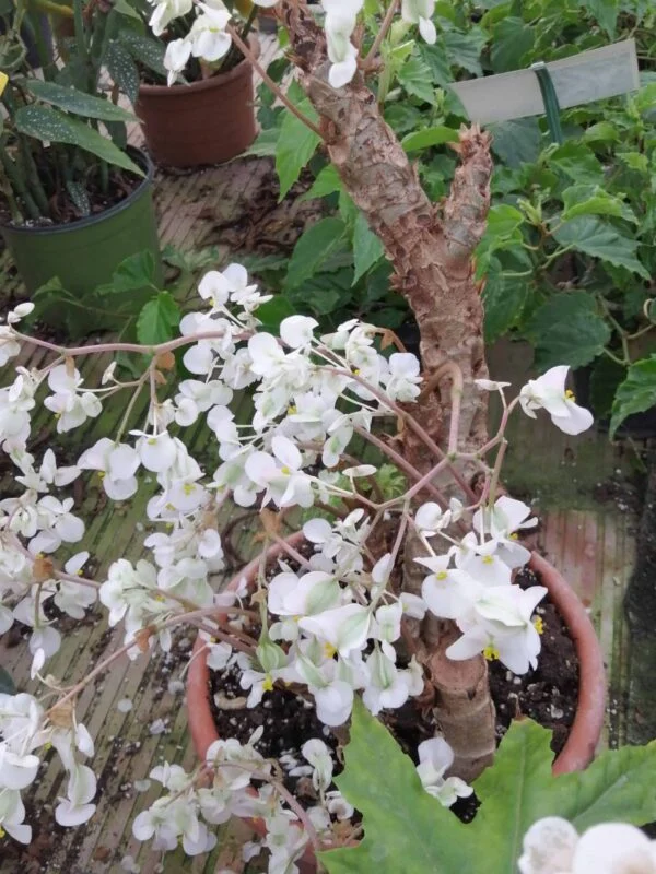 Begonia crassicaulis, foto 3