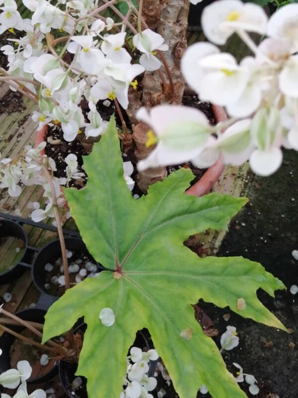 Begonia crassicaulis, foto 2