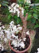 Begonia crassicaulis