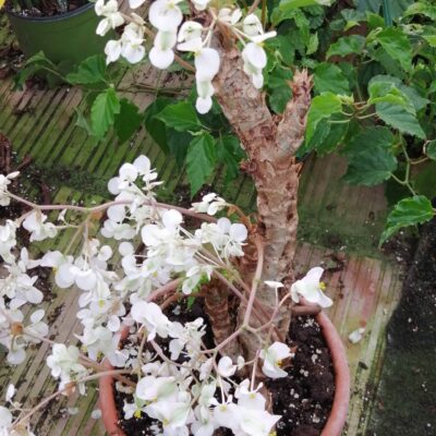 Begonia crassicaulis