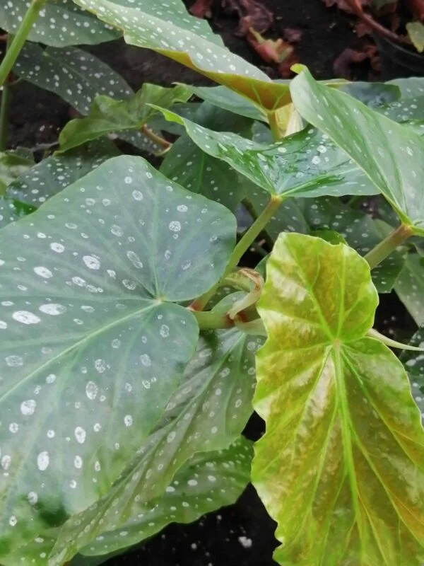 Begonia Di-Anna 1, pianta da interno
