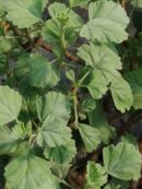 Pelargonium extipulatum