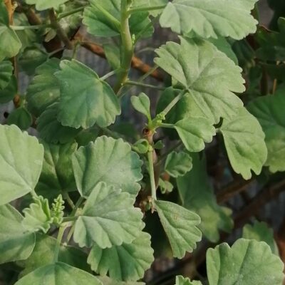 Pelargonium extipulatum