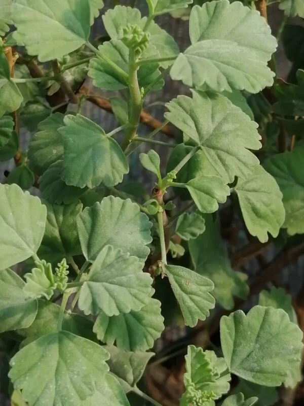 Pelargonium extipulatum, pianta da esterno