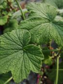 Pelargonium papilionaceum