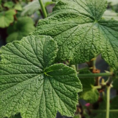 Pelargonium papilionaceum