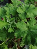 Pelargonium Aurore Unique