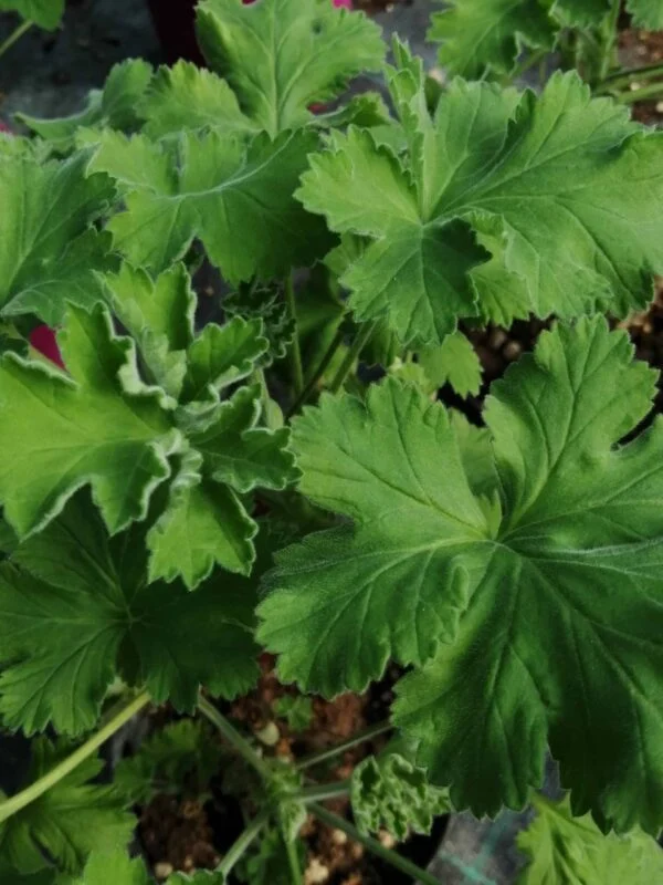 Pelargonium Aurore Unique, pianta da esterno