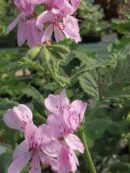 Pelargonium panduriforme