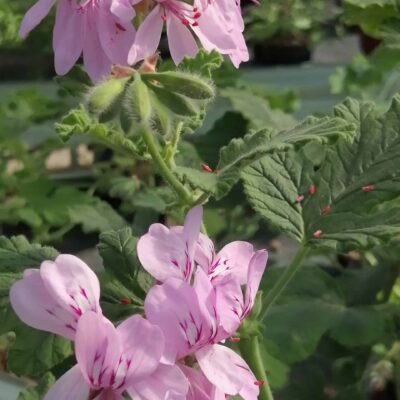 Pelargonium panduriforme