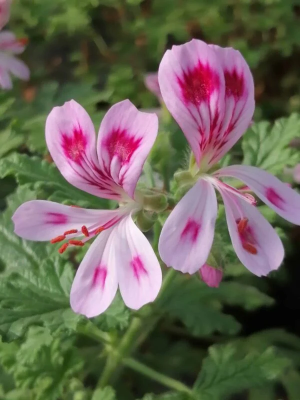 Pelargonium Fair Ellen, foto 2