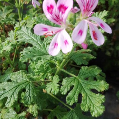 Pelargonium Fair Ellen