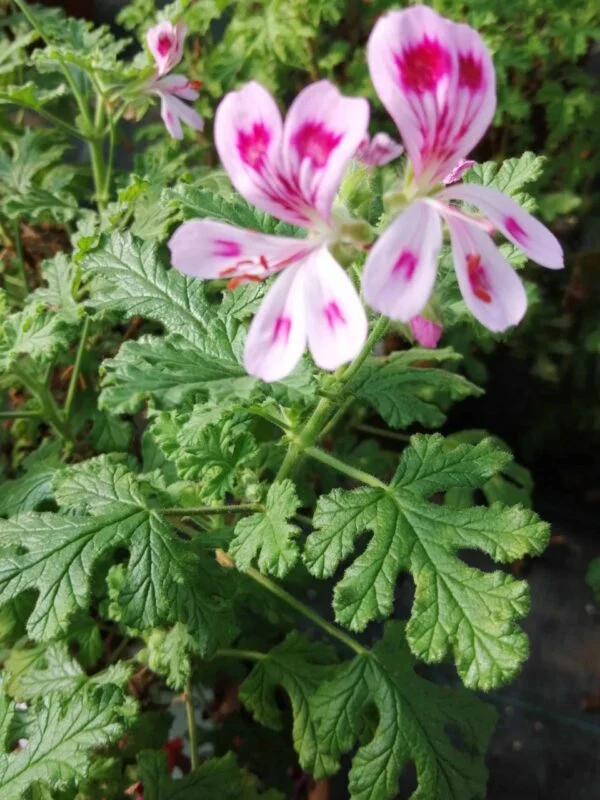 Pelargonium Fair Ellen, pianta da esterno