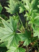 Pelargonium Grace Thomas