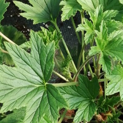 Pelargonium Grace Thomas