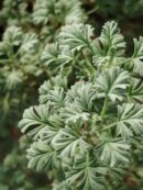 Pelargonium abrotanifolium 2° forma