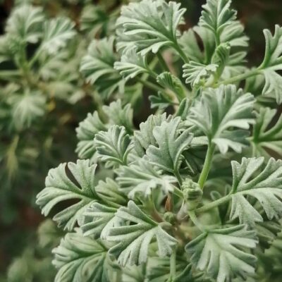 Pelargonium abrotanifolium 2° forma