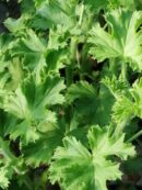 Pelargonium Prince of Orange