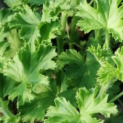 Pelargonium Prince of Orange