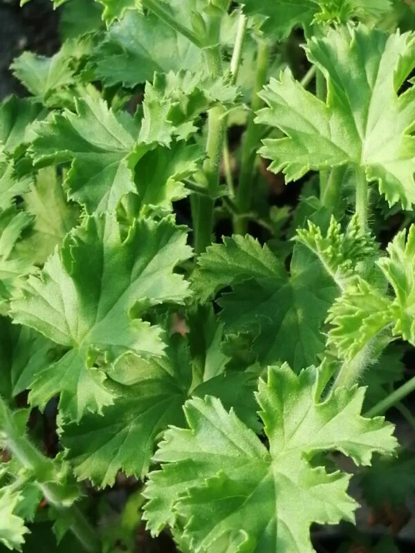 Pelargonium Prince of Orange, pianta da esterno