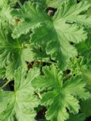 Pelargonium Sweet Mimosa
