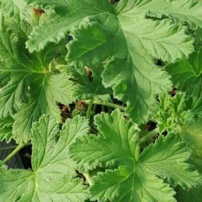 Pelargonium Sweet Mimosa