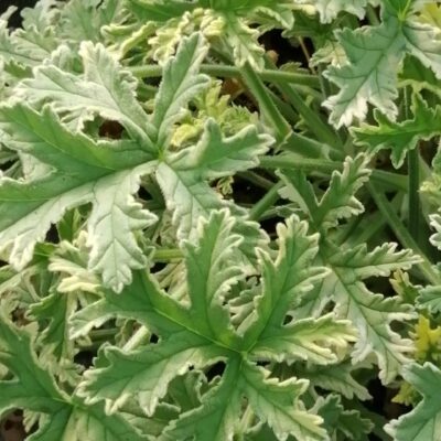 Pelargonium Grey Lady Plymouth