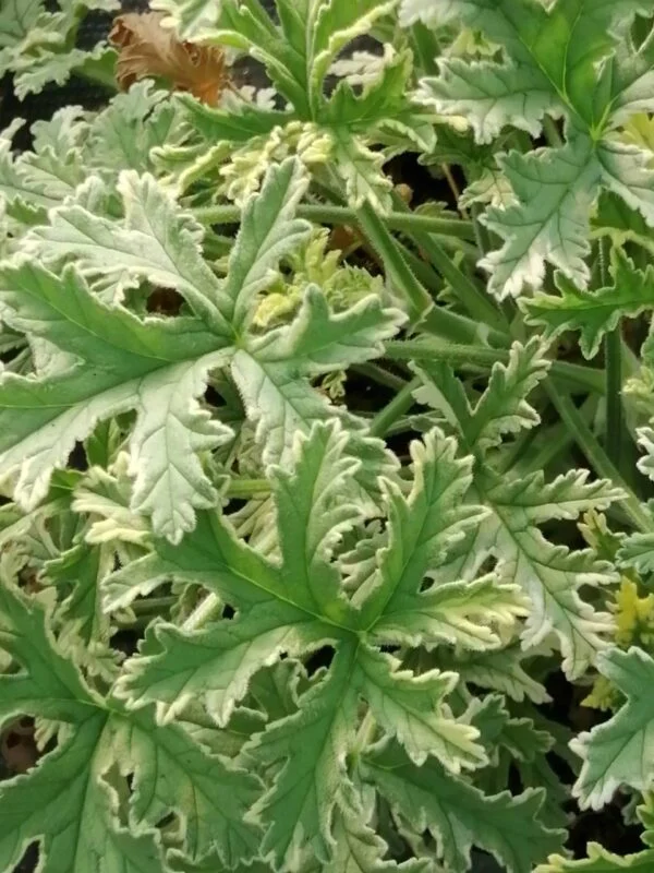 Pelargonium Grey Lady Plymouth, pianta da esterno