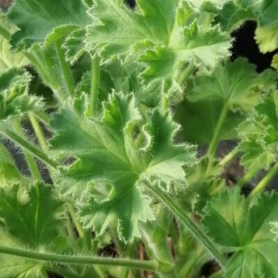 Pelargonium Pink Capitatum