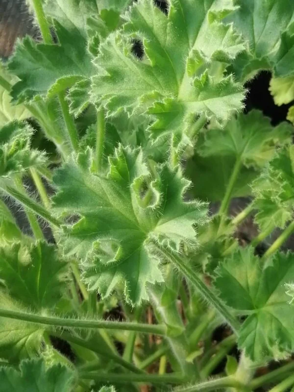 Pelargonium Pink Capitatum, pianta da esterno
