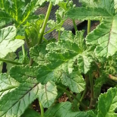 Pelargonium quercifolium