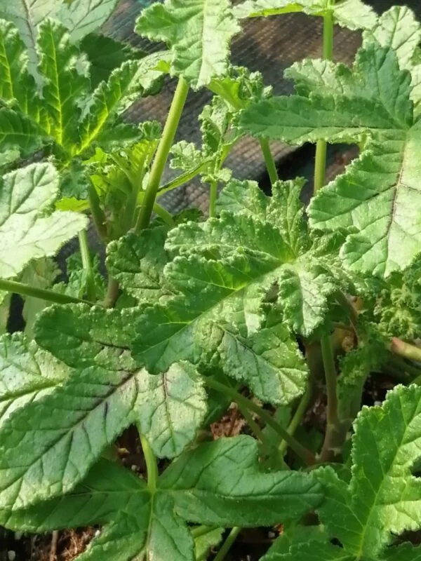 Pelargonium quercifolium, pianta da esterno