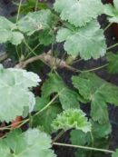Pelargonium gibbosum Rosa